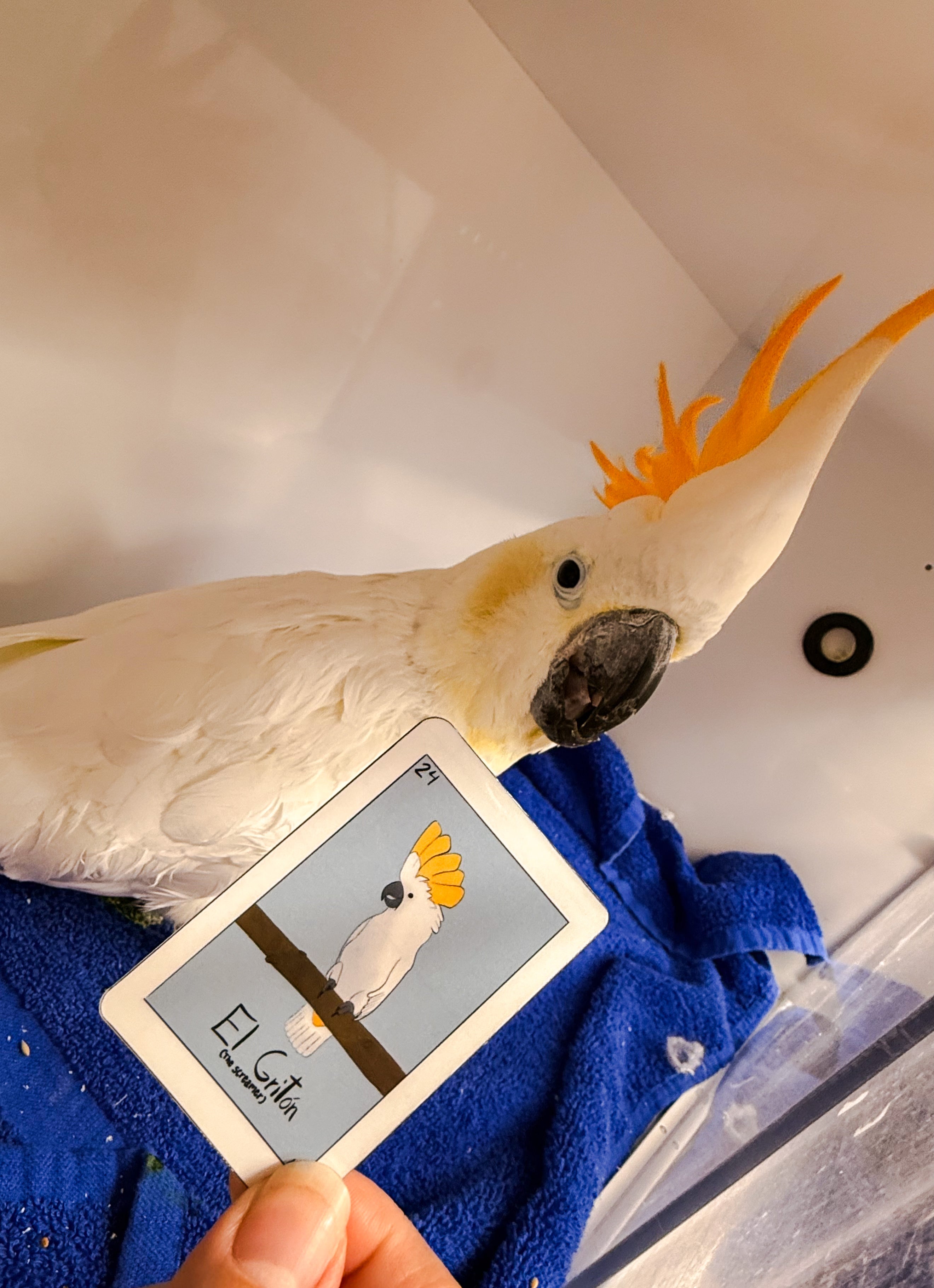 "El Griton" Bird loteria style sticker