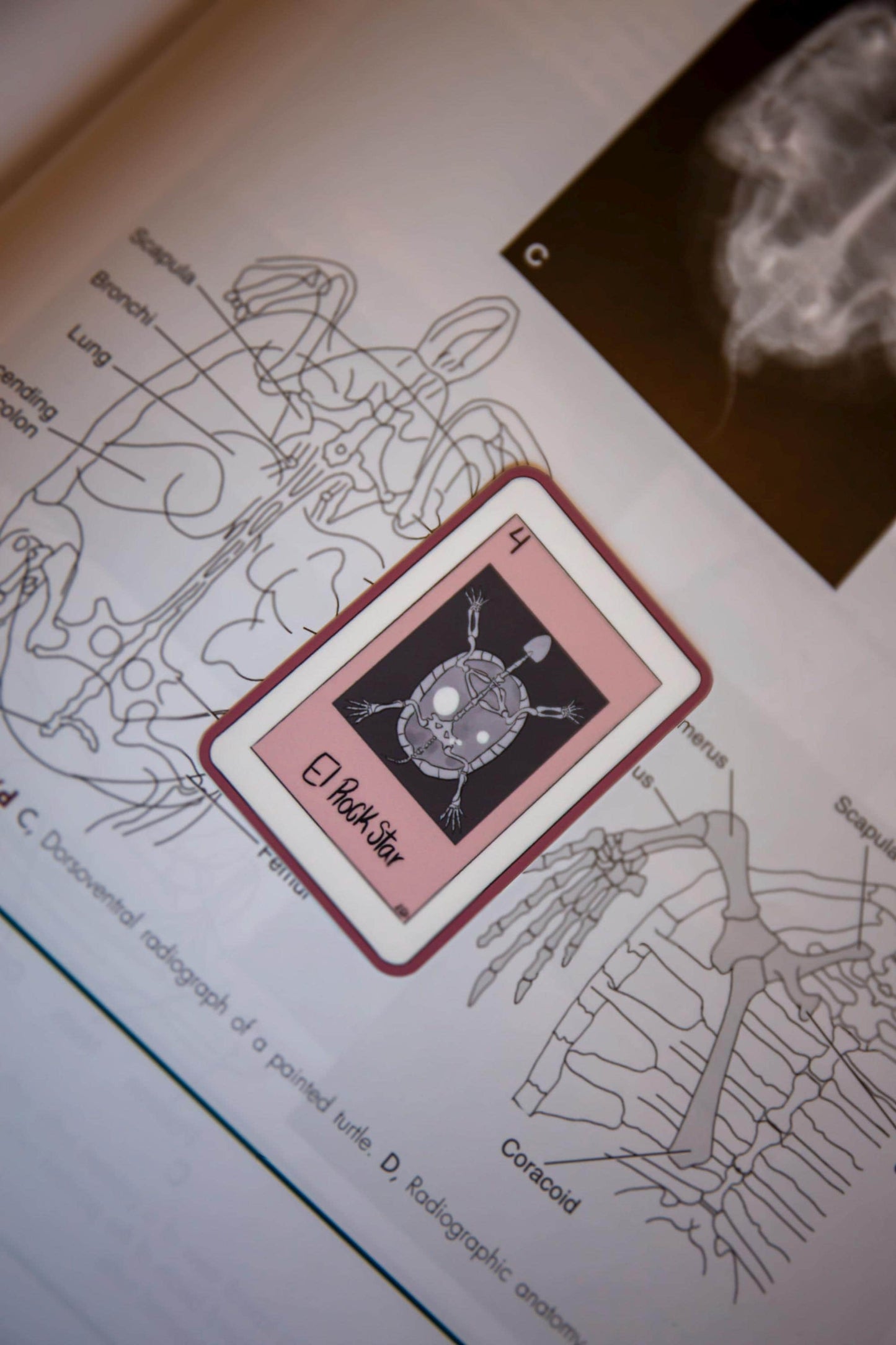 "El Rockstar" turtle sticker