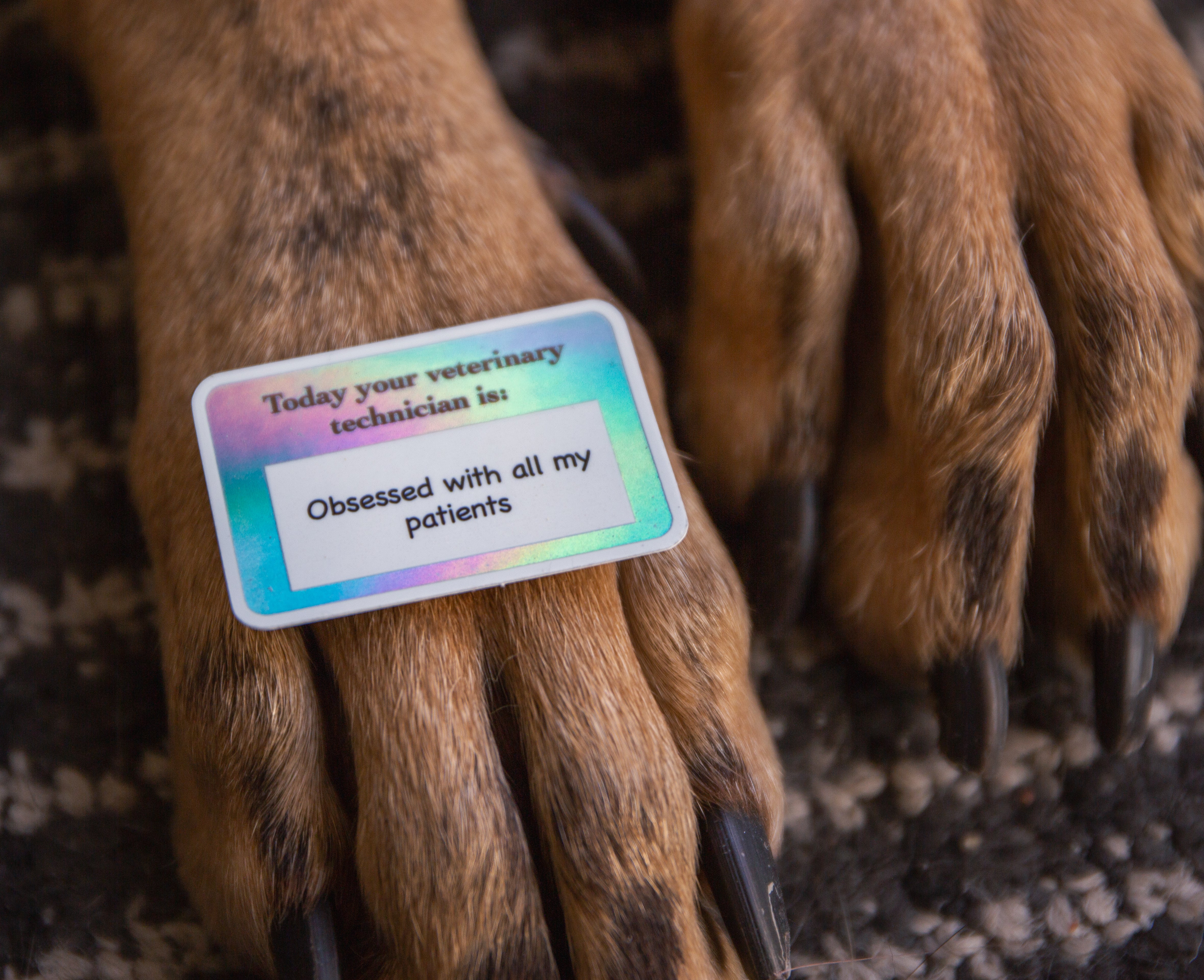 Obsessed with my patients-Vet Tech sticker