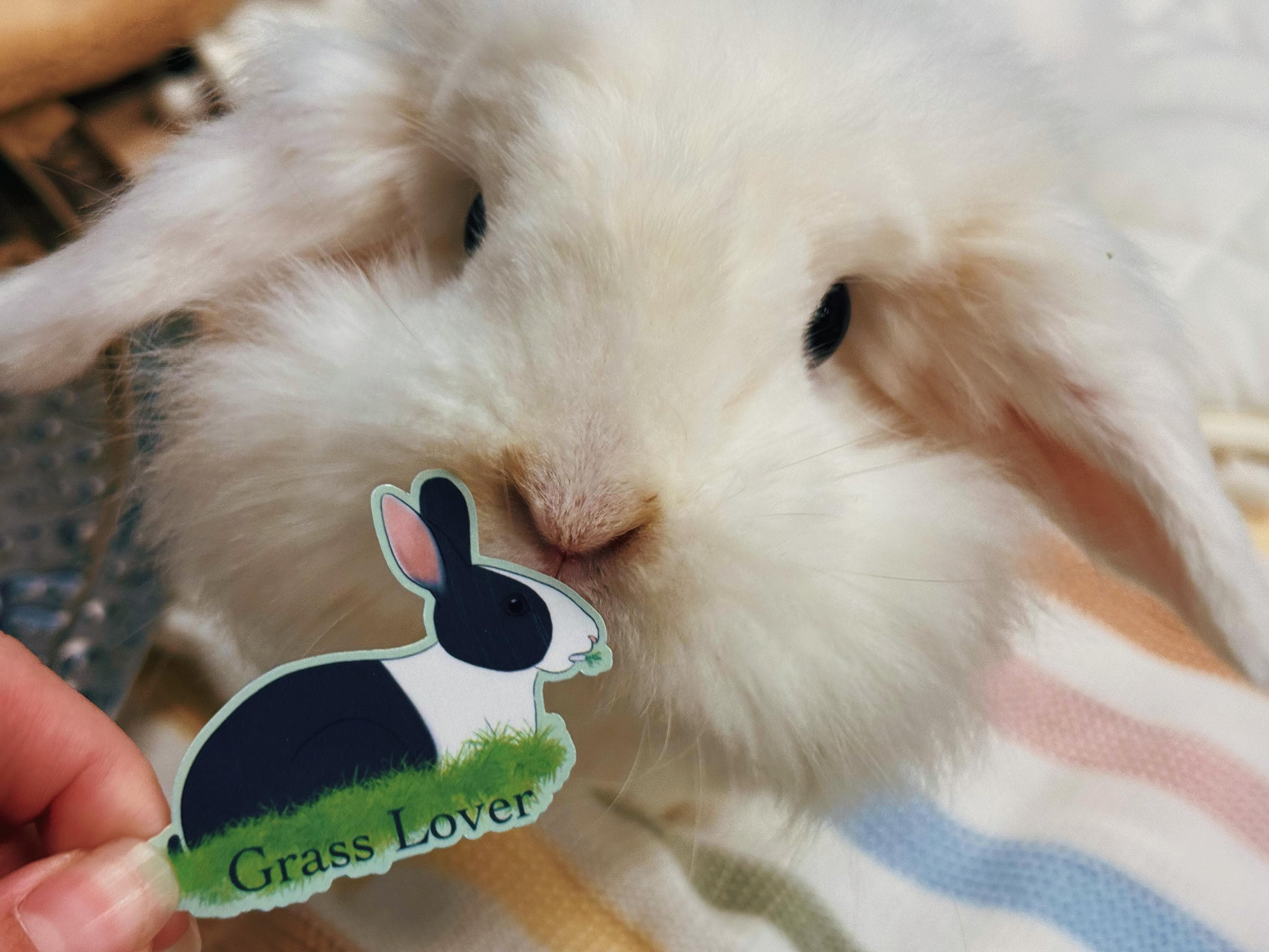 Grass Lover Bunny Vinyl Sticker