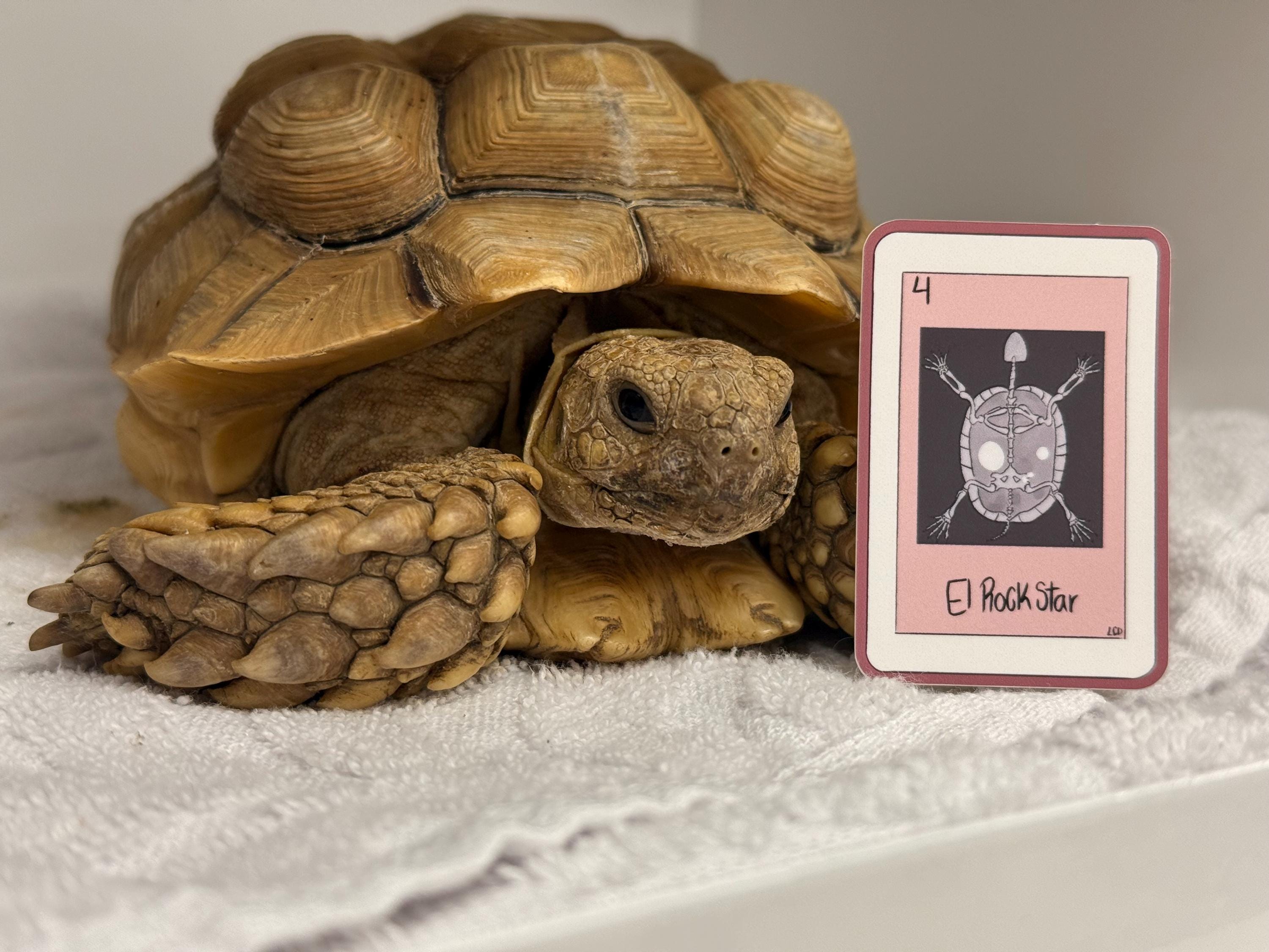 El Rockstar Turtle X-Ray Vinyl Sticker
